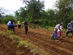 Babinsa Mattunreng Tellue Koramil-03/Sinjai Tengah Kodim 1424/Sinjai Dampingi Proses Penanaman Jagung Milik Petani