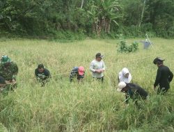 Wujudkan Hanpangan, Babinsa Palae Koramil-05/Sinjai Selatan Kodim 1424/Sinjai Dampingi Petani Panen Padi