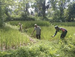 Dukung Ketahanan Pangan, Babinsa Sertu Iwan Robby Bantu Petani Basmi Hama Tanaman Padi