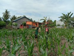 Kendalikan Hama, Babinsa Koramil-03 Kodim 1404/Pinrang Dampingi Petani Semprot Tanaman Jagung