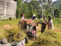 Babinsa Koramil 16/Tangse Bantu Warga Desa Krueng Skeuek Tontokan Hasil Panen Padi