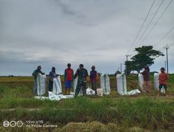 Babinsa Koramil-08/Lanrisang Kodim 1404/Pinrang Dampingi Petani Panen Padi