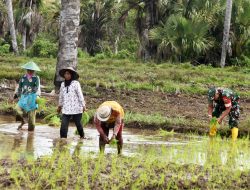 Wujudkan Swasemabada Pangan, Babinsa Merauke Bantu Petani Kampung Kuper Tanam Padi
