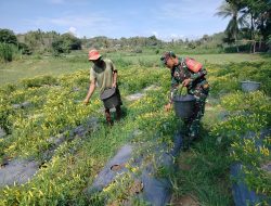Tingkatkan Swasembada Pangan, Babinsa Biringere Koramil 1424-01/Sinjai Utara Kodim 1424/Sinjai Dampingi Petani Panen Lombok
