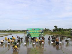 Kodim 0904/Paser Dan Distan Paser Gelar Tanam Padi Di Sungai Tua