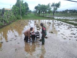 Sukseskan swasembada pangan Babinsa Koramil 1405-07/Tanete Rilau turun langsung ke Sawah bantu petani bajak sawah