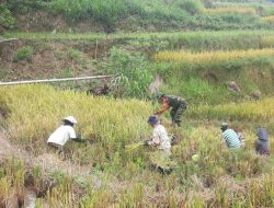 Babinsa Botolempangan Koramil-02/Sinjai Barat Kodim 1424/Sinjai Dampingi Petani Panen Padi Dalam Mendukung Ketahanan Pangan