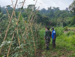 Peran Babinsa Manokwari Utara Mendampingi Para Petani Dalam Mensukseskan Ketahanan Pangan Wilayah