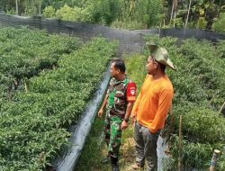 Babinsa Samadua Dampingi Petani dan Tinjau Perkembangan Tanaman Cabai di Wilayah Binaan