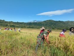 Dukung Swasembada Pangan, Babinsa Palangka Koramil 1424-05/Sinjai Selatan Kodim 1424/Sinjai Dampingi Petani Panen Padi