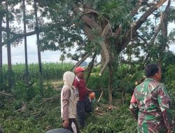 Babinsa Koramil-04 Kodim 1404/Pinrang Bersama Warga Gotong Royong Bersihkan Ranting Pohon