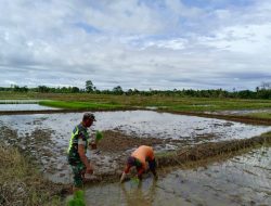 Babinsa Koramil 13/Kluet Timur Turun ke Sawah, Bantu Petani Tanam Padi