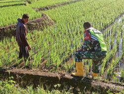 Babinsa Koramil 17/Geumpang Bantu Petani Desa Lutueng Merawat Tanaman Padi