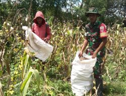 Sukseskan Program Ketahanan Pangan Babinsa Koramil-03 Kodim 1404/Pinrang Bantu Petani Panen Jagung