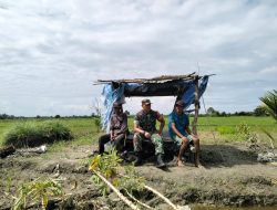 Babinsa Lakukan Komsos dengan Warga, Sekaligus Pantau Perkembangan Tanaman Padi