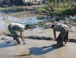 Babinsa Koramil 16/Tangse Turun ke Sawah, Dukung Petani Percepat Masa Tanam