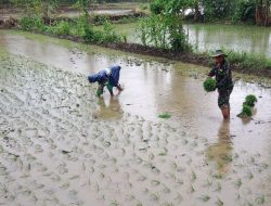 Babinsa 1405-08/T.Riaja Dampingi Petani Tanam Padi Varietas Inpari 32 di Desa Harapan