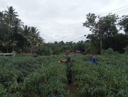 Babinsa Bongki Lengkese dari Koramil 1424-04/Sinjai Timur Kodim 1424/Sinjai Bantu Petani Panen Cabe