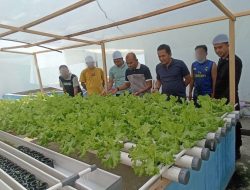Tinjau Program Hidroponik WBP, Rutan Palu Sebut Tanaman Sayur Siap di Panen dan Dipasarkan