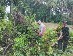 Babinsa Koramil Kodim 1405/Parepare dan Tim BPBD Bantu Warga Bersihkan Pohon Tumbang Akibat Hujan Deras dan Angin Kencang