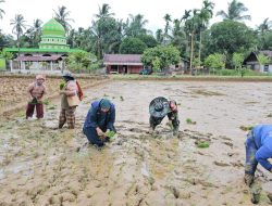 Babinsa Koramil 13/Kluet Timur Turun ke Sawah Bantu Petani Tanam Padi