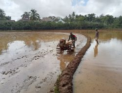 Dengan Menggunakan Traktor, Babinsa Koramil-04/Sinjai Timur Kodim 1424/Sinjai Bantu Pengolahan Lahan Milik Petani