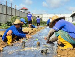 Dukung Ketahanan Pangan, Lapas Banjarbaru Tanam 500 Bibit Melon di Lahan SAE