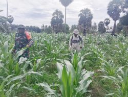 Wujud Kepedulian, Babinsa Koramil 1407-01/Ajangale Bantu Petani Desa Amessangeng Pupuk Jagung