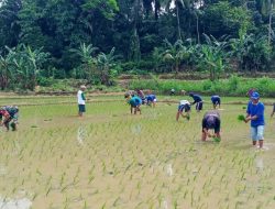 Turun Ke Sawah, Babinsa Koramil 1405-08/Tanete Riaja Bantu petani menananam padi