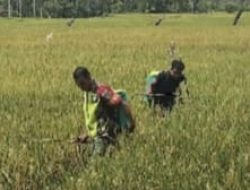 Babinsa Bantu Petani Kendalikan Hama pada Tanaman Padi di Pucok