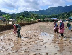 Dengan semangat dan kebersamaan Babinsa Koramil 1405-08/Tanete Riaja bersama petani tanam padi dengan teknik gogo