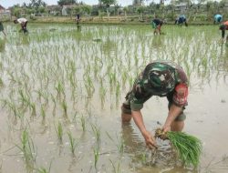 Tingkatkan Swasembada Pangan Babinsa Koramil 1405-08/Tanete Riaja Tanam padi Bersama Kelompok Tani