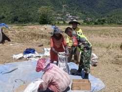 Babinsa Koramil 16/Tangse Bantu Petani Jemur dan Angkut Hasil Panen Padi di Peunalom I