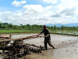 Percepat Masa Tanam, Babinsa Bantu Petani Bajak Sawah