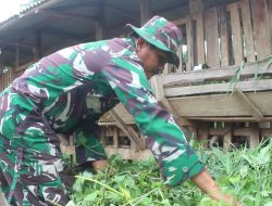 Wujudkan Swasembada Pangan, Anggota TNI Berternak Kambing Etawa dan Ayam Kampung