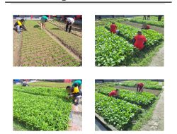 Lapas Kelas III Mamasa Laksanakan Pemeliharaan Tanaman Sayur Demi Dukung Ketahanan Pangan