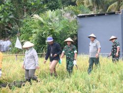 Bersama Pj. Wali Kota Tarakan,Dandim 0907/Trk Pimpin Panen Padi Bersama Pok Tani Mandiri
