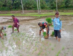 Babinsa Puncak Koramil 05/Sinjai Selatan Kodim 1424/Sinjai Dampingi Penanaman Padi Milik Petani