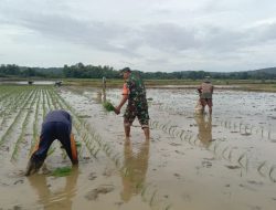 Ciptakan Ketahanan Pangan, Babinsa Koramil 1407-20/Bontocani Bantu Petani Desa Panttuku Tanam Padi