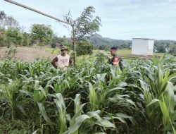 Babinsa Lappa Upang Koramil Mare Aktif Dampingi Petani Tinjau Tanaman Jagung Di Desa Binaan