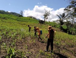 Babinsa Libureng Dampingi Petani Desa Ponre – Ponre Lakukan Penyemprotan Anti Gulma Dan Hama Pada Tanaman Jagung