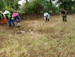 Jaga Ketahanan Pangan, Babinsa Ramil 1407-14/Libureng Bantu Warga Desa Tompo Bulu Menanam Jagung