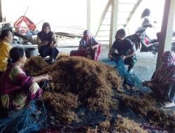 Babinsa Koramil 1407-06/Awangpone Bantu Petani Desa Kajuara Panen Rumput Laut 