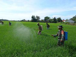 Bersama PPL, Babinsa Mare Dampingi Poktan Kendalikan Hama Padi Di Sawah Desa Binaan