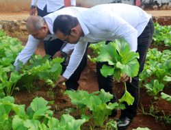 Panen Sawi di Rutan Pelaihari: Langkah Nyata Ketahanan Pangan, Warga Binaan Semakin Produktif