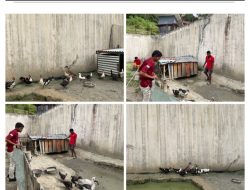 Lapas Mamasa Kembangkan Peternakan Bebek sebagai Upaya Kemandirian dan Ketahanan Pangan