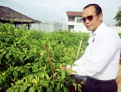 Dukung Ketahanan Pangan, Rutan Pelaihari Panen Puluhan Kilogram Cabe