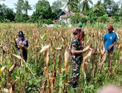 Wujudkan Hanpangan, Babinsa Salohe Koramil 04/Sinjai Timur Kodim 1424/Sinjai Laksanakan Pendampingan Panen Perdana Jagung Milik Petani