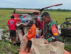 Babinsa Sebakung Taka Gelar Panen Padi Bersama Poktan Mekar Jaya