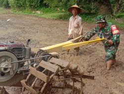 Babinsa Koramil 07/Pauh Kambat Dampingi Petani Bajak Sawah Gunakan Traktor